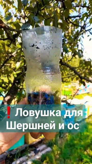 Простая ловушка для шершней и ос #пчеловодство #пчелы #пасека #мёд #осы #шершень смотреть онлайн