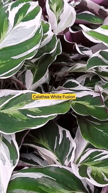 Calathea White Fusion смотреть онлайн