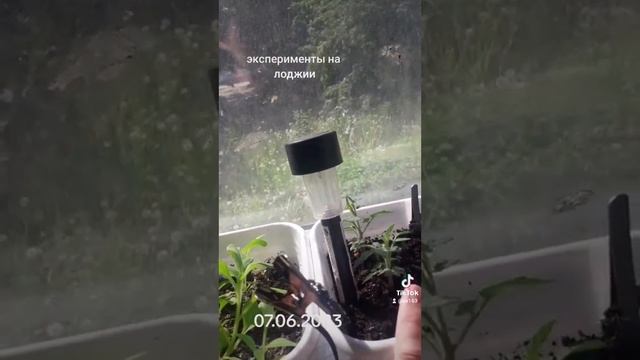 эксперимент выживет растение