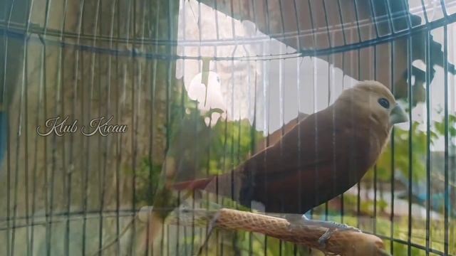Suara Burung Pipit Bondol Haji Untuk Pancingan Emprit Kaji Gacor 127