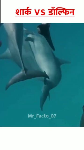 शार्क VS डॉल्फिन कौन जीतेगा? #Shorts #Facts смотреть онлайн
