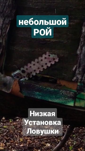 Низкая установка ловушки. Рой уже сидит.#рой #пчелы #пчеловодство #роеловство #пасека #ловушки смотреть онлайн
