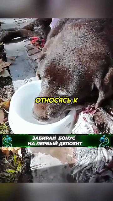 Собака прожила с хозяином 18 лет❤️ #животные #animals смотреть онлайн