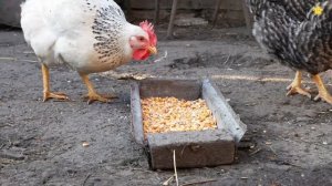 Животные для детей Сборник 25 мин. Как говорят животные Звуки животных