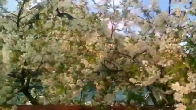 Мой первый мини-влог!!! смотреть онлайн