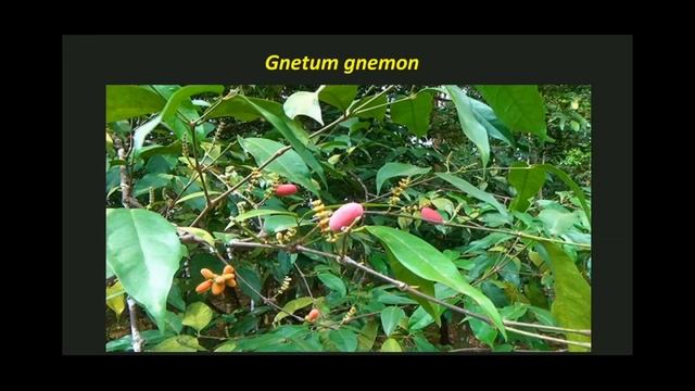Morphology of Gnetum смотреть онлайн