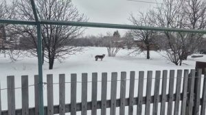 303. Посадки 2025  в теплицу начались.