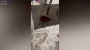 COUB TIME  #56 | BEST MEMES  | FAILS | GIRLS | Лучшие Приколы 2024