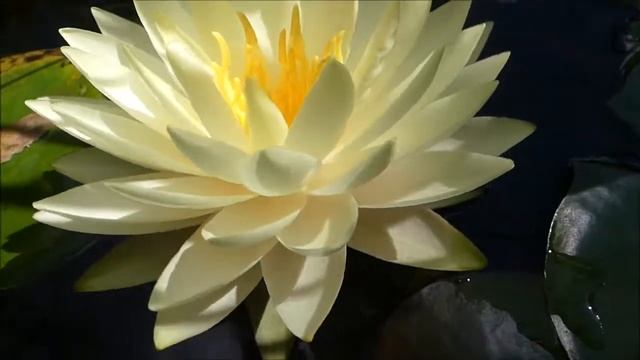 Lilia wodna Perry's Double Yellow смотреть онлайн