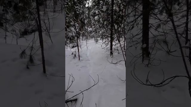 Странный след или что то тащили в Тюменской тайге. Декабрь 2018г. смотреть онлайн