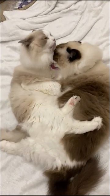 Кошачий поцелуй смотреть онлайн