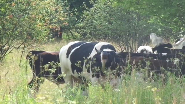 Бык мычит смотреть онлайн