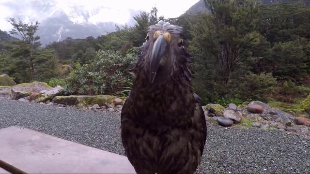 The 13 Strangest Birds on the Planet смотреть онлайн