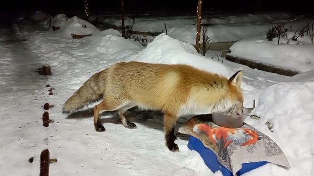 (966) Лиса приходит в гости. Февраль 2025 смотреть онлайн