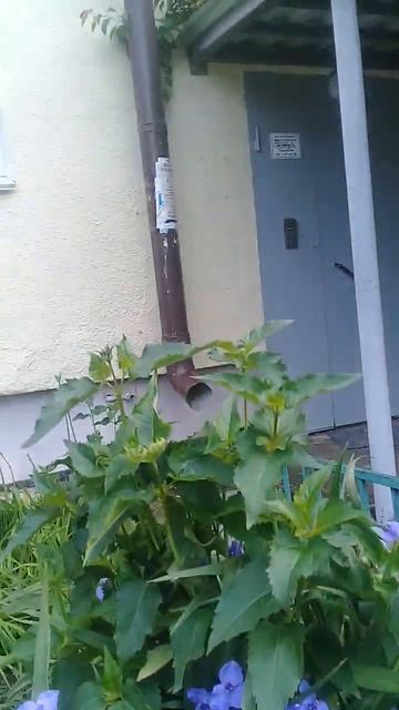 Красивые синие цветочки у подъезда: традесканция садовая.Урюпинск, 28 мая 2023г. смотреть онлайн