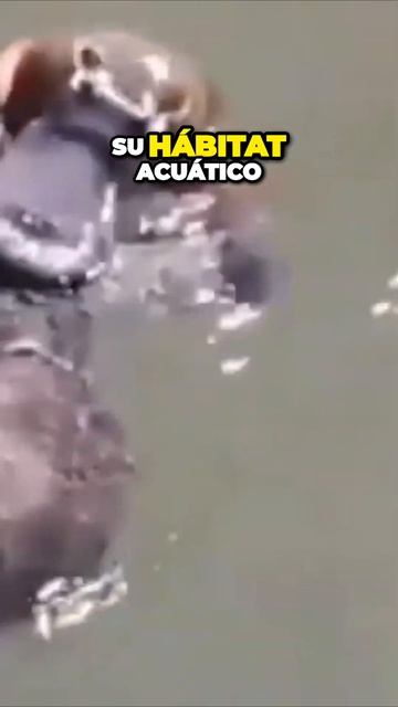 El fascinante mundo del ornitorrinco descubre sus secretos asombrosos смотреть онлайн