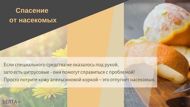 Лайфхаки по использованию цитрусов в быту смотреть онлайн