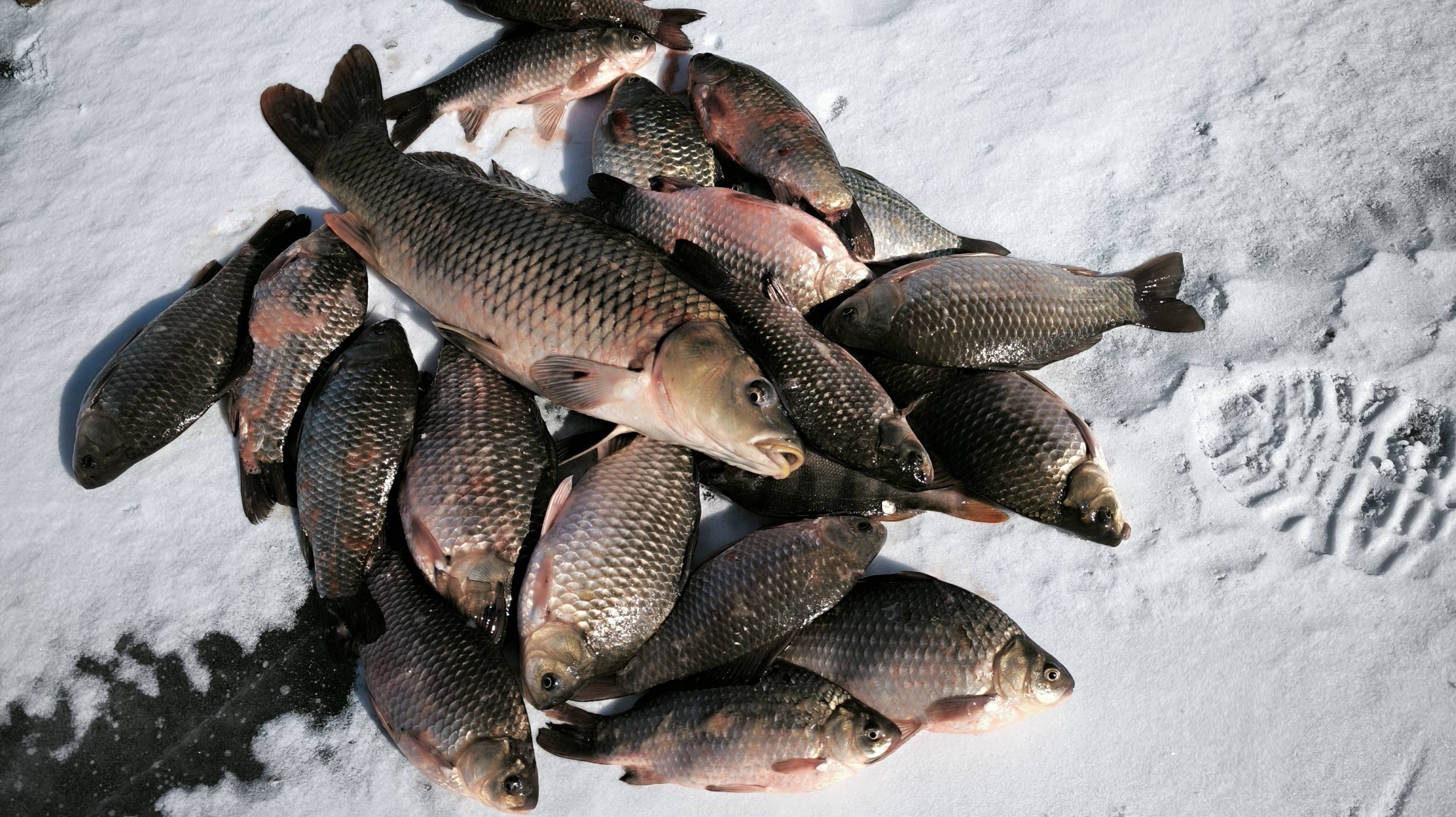 ЛОВЛЯ КАРАСЯ В МАРТЕ! ЗИМНЯЯ РЫБАЛКА НА КАРАСЯ! ЖОР КАРАСЯ НА МОТЫЛЬ. смотреть онлайн