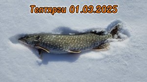 Тептярги Рыбалка в Челябинской области Щука на жерлицы