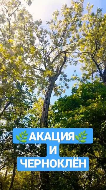 Акация и черноклен, идеальное сочетание!! #пчеловодство #пасека #роеловство #пчелы смотреть онлайн