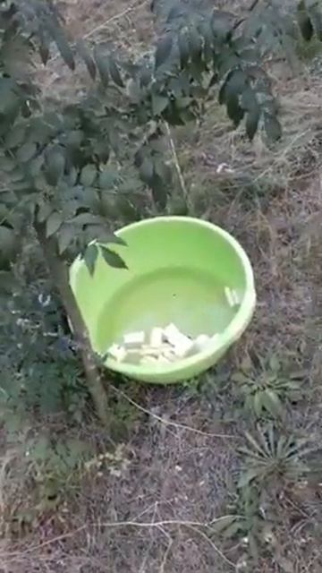 А некоторые думают что у пчел плохая память 😂 смотреть онлайн