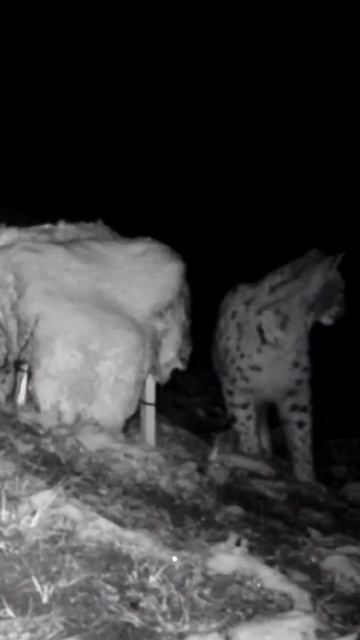 KARİZMA 😎#shorts #yabanhayatı #wildanimals #wildanimal #yabanhayati #yabanhayat #lynx #vaşak #wolf смотреть онлайн