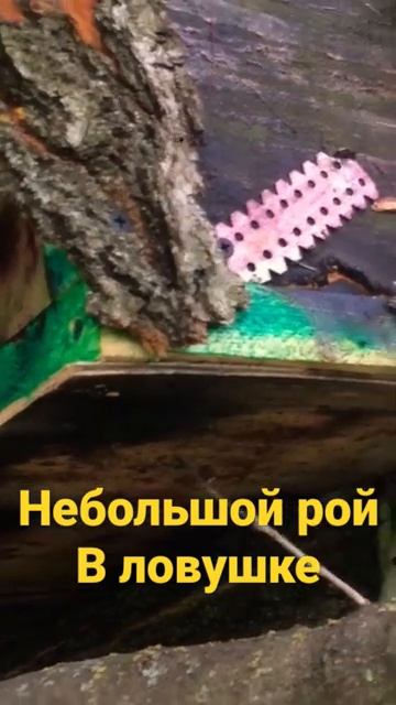 небольшой рой прилетел в ловушку #пчеловодство #пасека #роеловство #пчелы #ловушки_для_пчёл смотреть онлайн