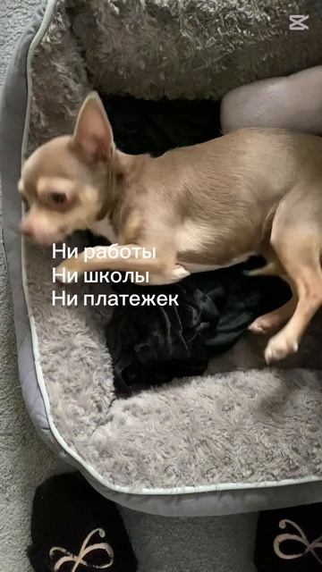 Чихуахуа Нина