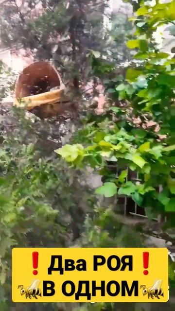 ❗Поймали два роя в одном 7.06.2023 #пчелы #роеловство #рой #пчеловодство #пасека #мёд #природа смотреть онлайн