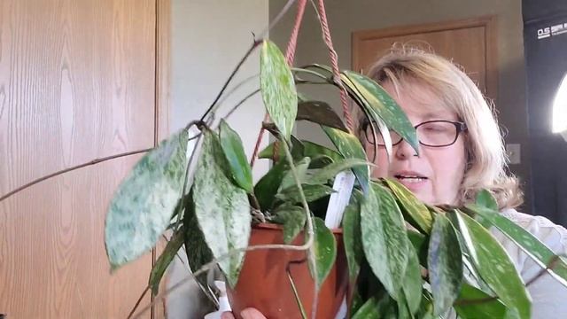 Five Favorite Hoya Of April