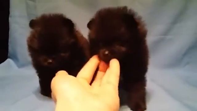Девочки уголечки смотреть онлайн