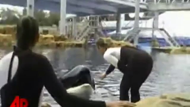 Raw Video: SeaWorld Killer Whale Before Attack