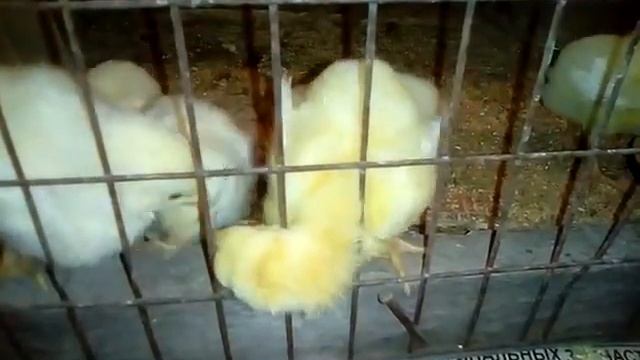 цыпленок - Цыпка смотреть онлайн