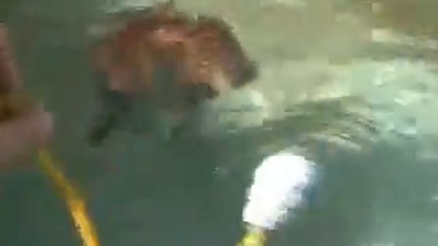 Caplin Rous Plays in the Pool смотреть онлайн