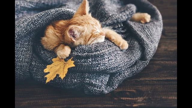 Fleur. Теплые коты смотреть онлайн