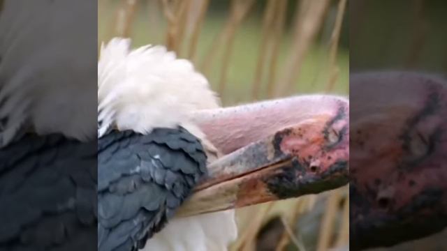 Ugly bird/The marabou stork sometimes called the "undertaker bird смотреть онлайн