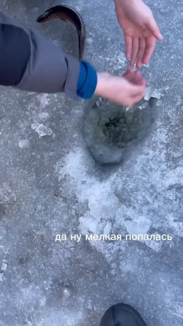 🎣 Ловля живца ( Ротан ) для Налима #siberian #рыбалка #fishing #сибирь смотреть онлайн