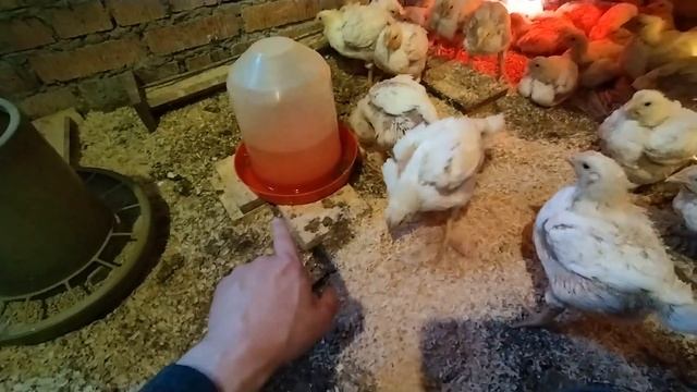 Цыплята бройлеры 14 -21 день. Часть-2. Выращивание цыплят бройлеров в простых домашних условиях. смотреть онлайн