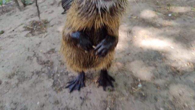 Влог из города Плзень плюс влог из города Прага (смешной, порой красиво, порой кринж) #1 смотреть онлайн