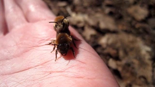 Bees mating смотреть онлайн