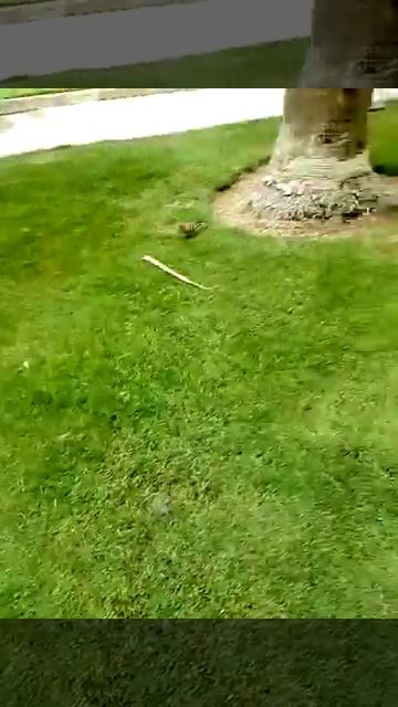 Удоды в Египте🇪🇬🇪🇬🇪🇬 смотреть онлайн