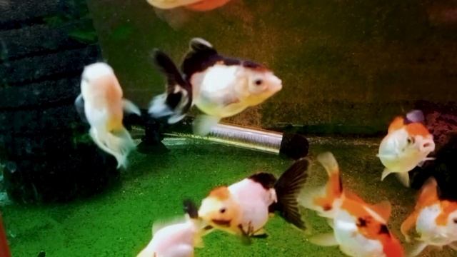 Орандочки. 3 месяца