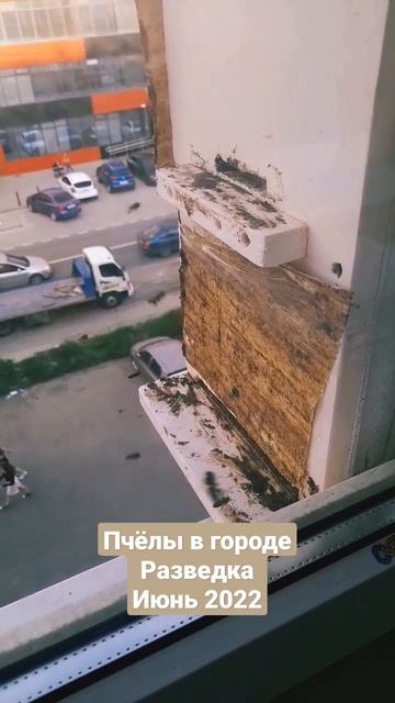 ПЧЁЛЫ в городе. Июнь 2022 #пасека #пчеловодство #пчелы #роеловство #ловушки_для_пчёл смотреть онлайн