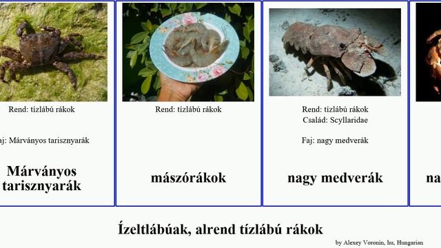 Ízeltlábúak, alrend tízlábú rákok tarisznyarák garnéla nagy parti arthropoda gigas pisum kék vörös смотреть онлайн