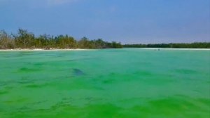 Gulf of Mexico #dolphin #dolphins Дельфин в Мексиканском заливе