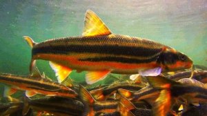 РР4, рыбалка на реке Яма. Хороший клёв краснопера-угая крупночешуйчатого.