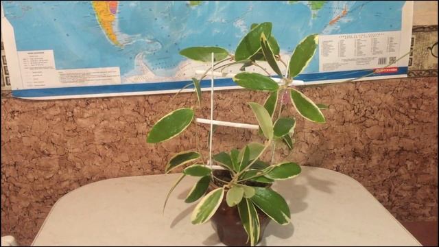 Hoya Acuta (Verticillata) Albomarginata Bloom  Хойя Акута Альба цвітіння