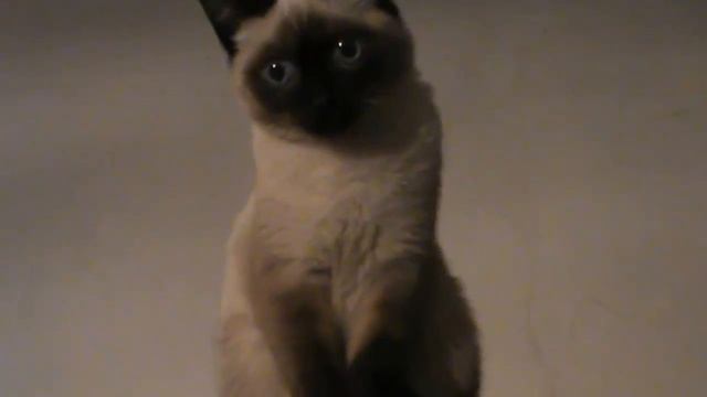 моя Муся Маруся смотреть онлайн