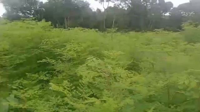 Silagem De Moringa, Primeiro Plantio Do Produtor Carlos De Teresina PI.