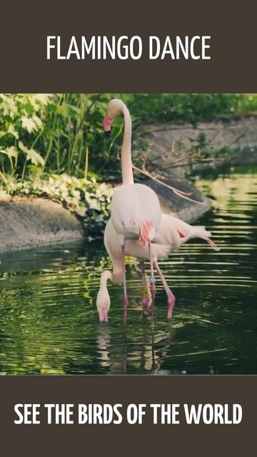 Flamingo dance. [HD] #shorts смотреть онлайн
